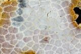 Polished, Fossil Coral Slab - Indonesia #121941-1